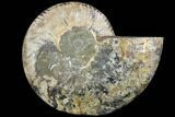 Agatized Ammonite Fossil (Half) - Agatized #91191-1